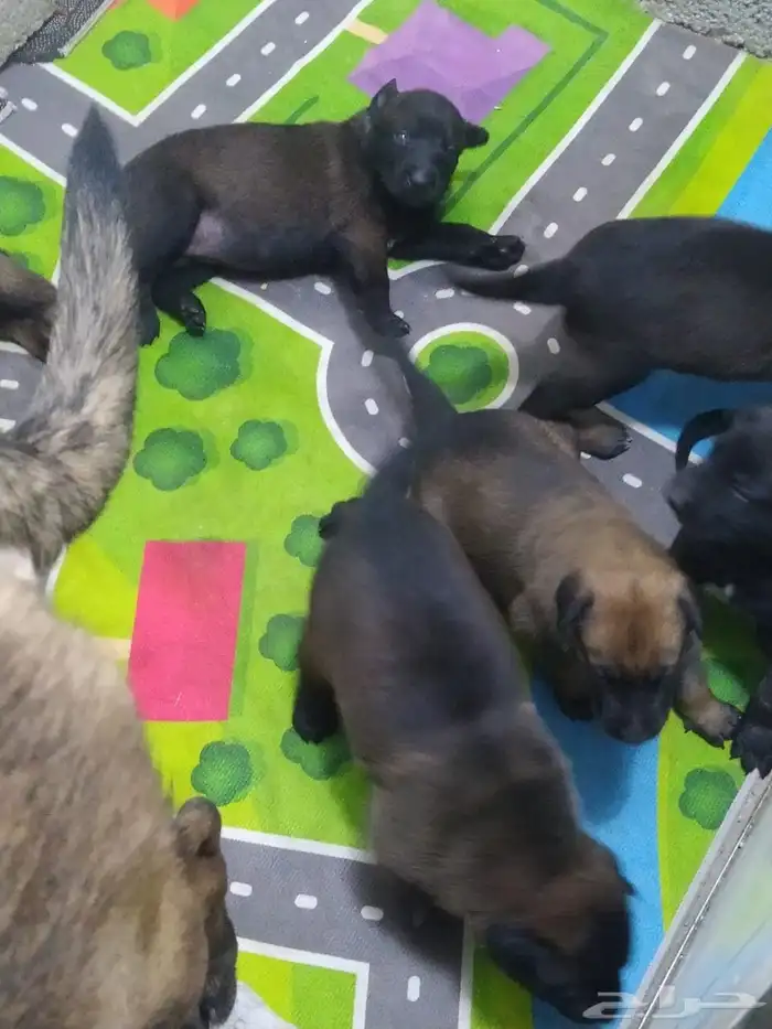 كلاب مالينو مستوى وحش 0