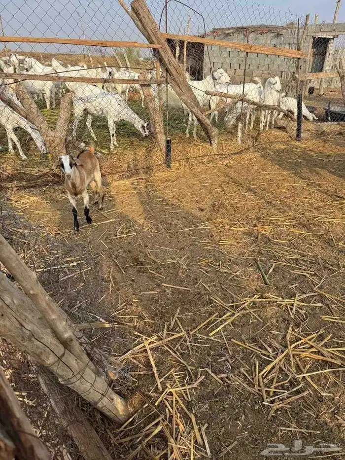 ماعز للبيع فواخر 9