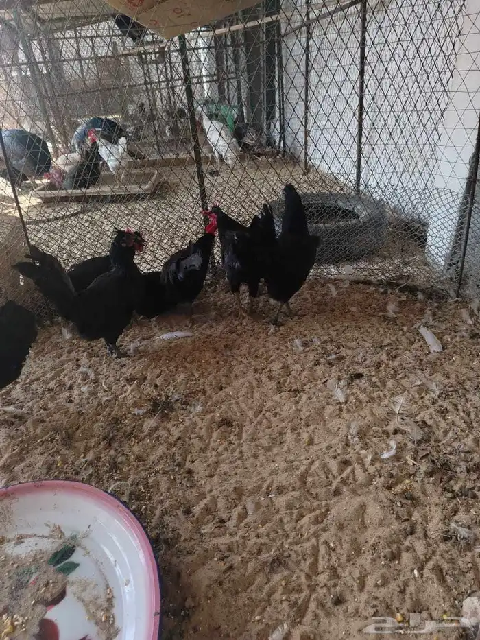 دجاج بلدي اسود لماع 7