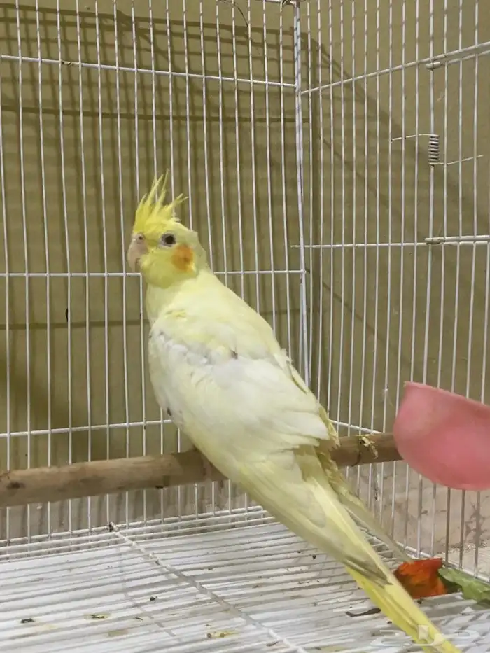 كروان لاتينو اليف 2