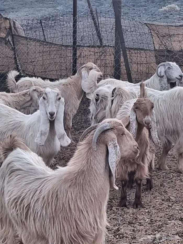 معزا عوارض صفر صنف الصنف 0