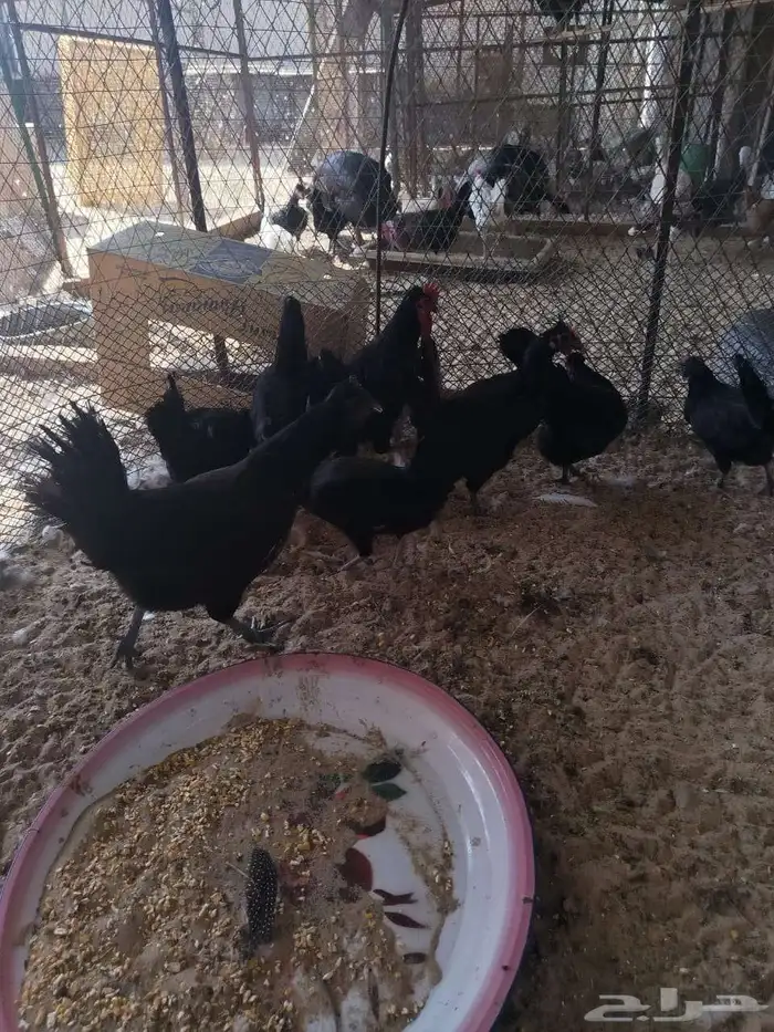 دجاج بلدي اسود لماع 1