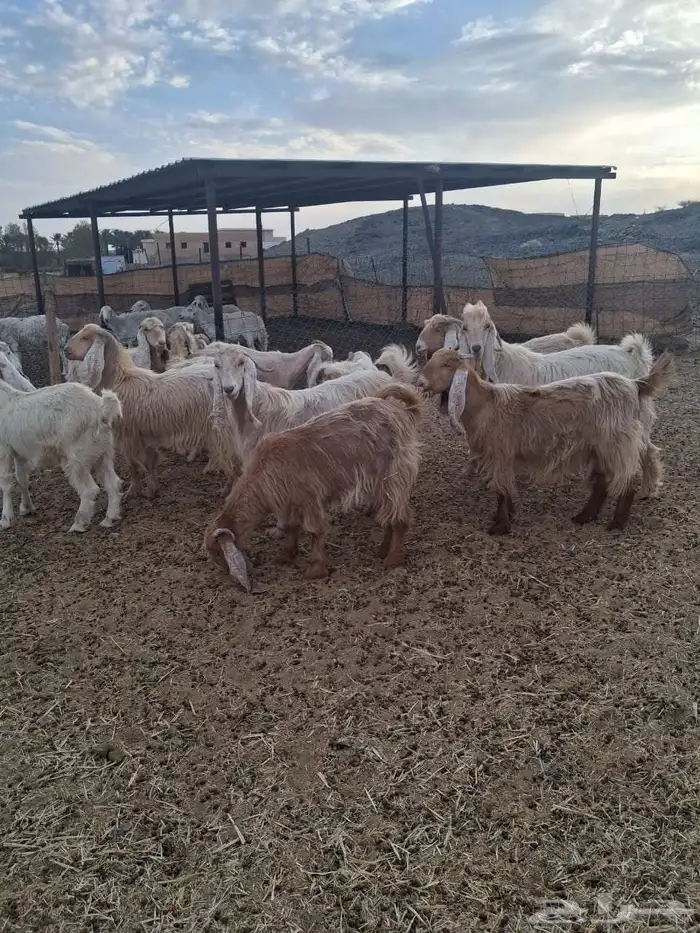 معزا عوارض صفر صنف الصنف 2