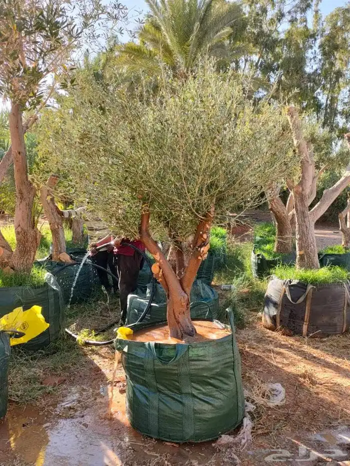 يوجد لدينا زيتون سحب حجم طلب ازبون 5