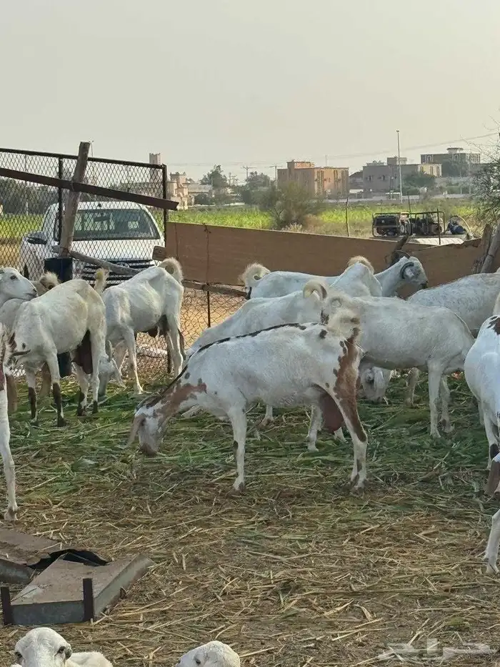 ماعز للبيع فواخر 3