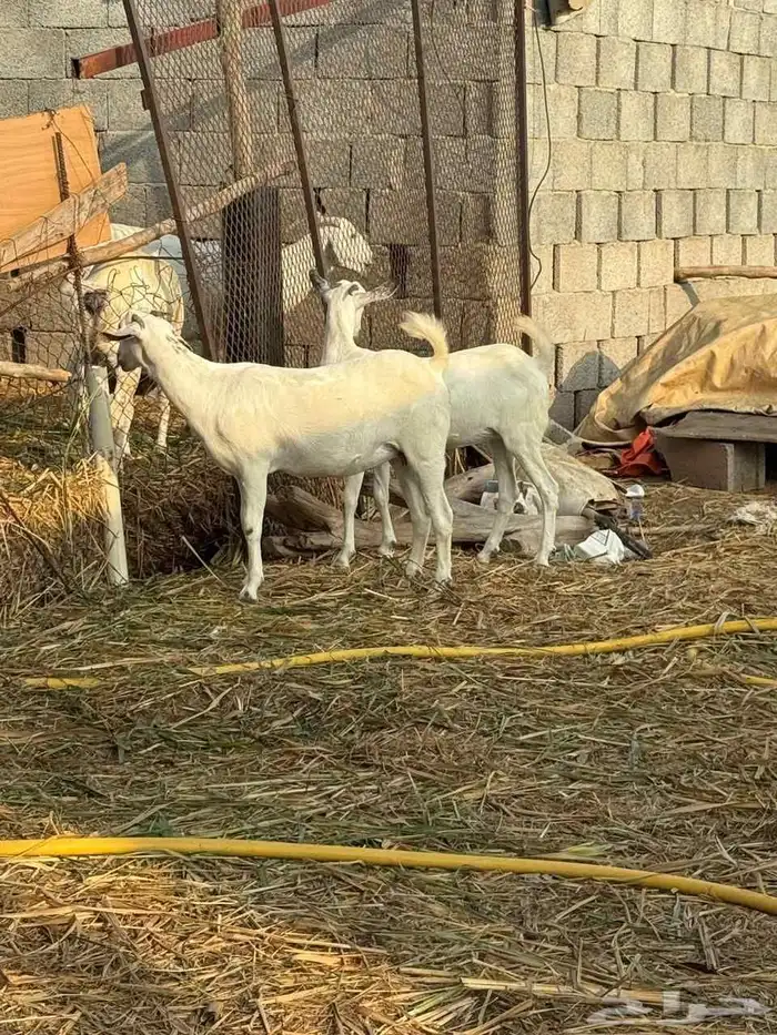 ماعز للبيع فواخر 2