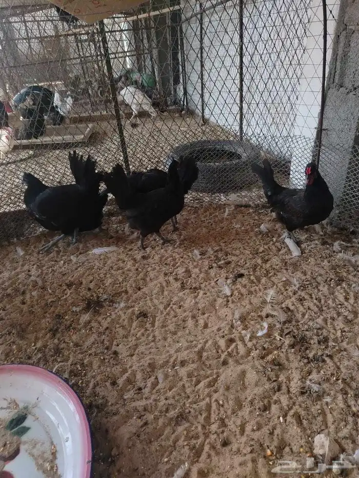 دجاج بلدي اسود لماع 4