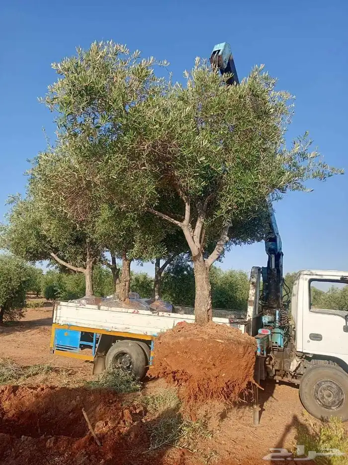 زيتون مثمر منظر جميل 3