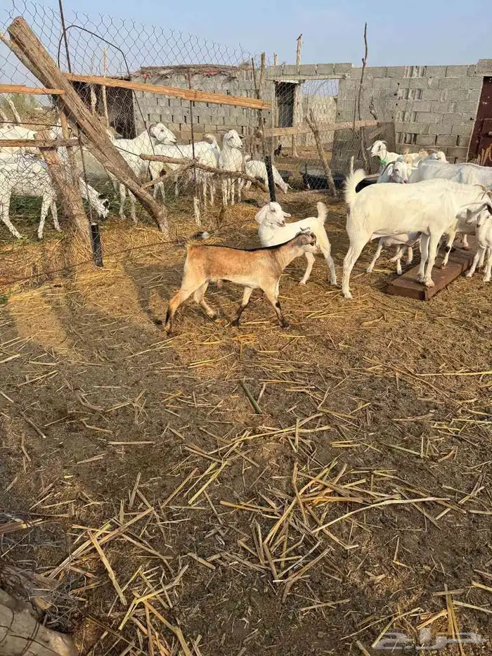 ماعز للبيع فواخر 6