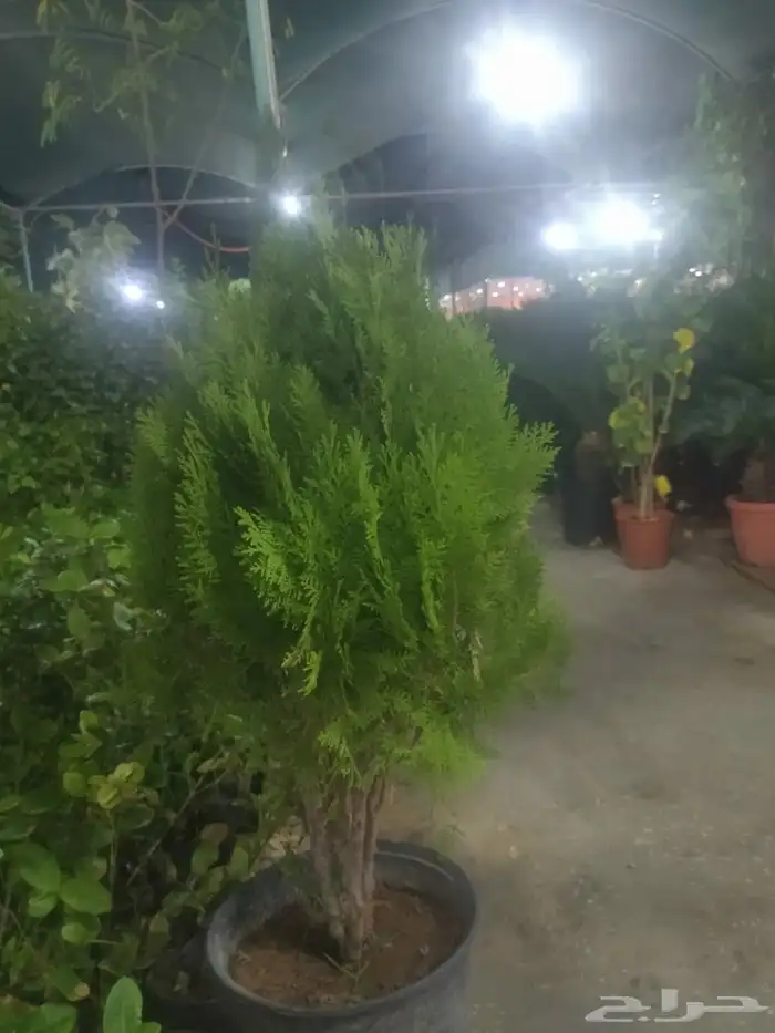 مشاتل الدمام طريق الجبيل 4