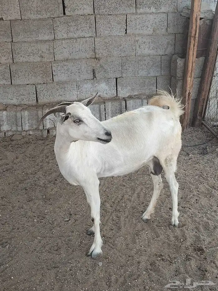 عنز بيشية دافع للبيع 0