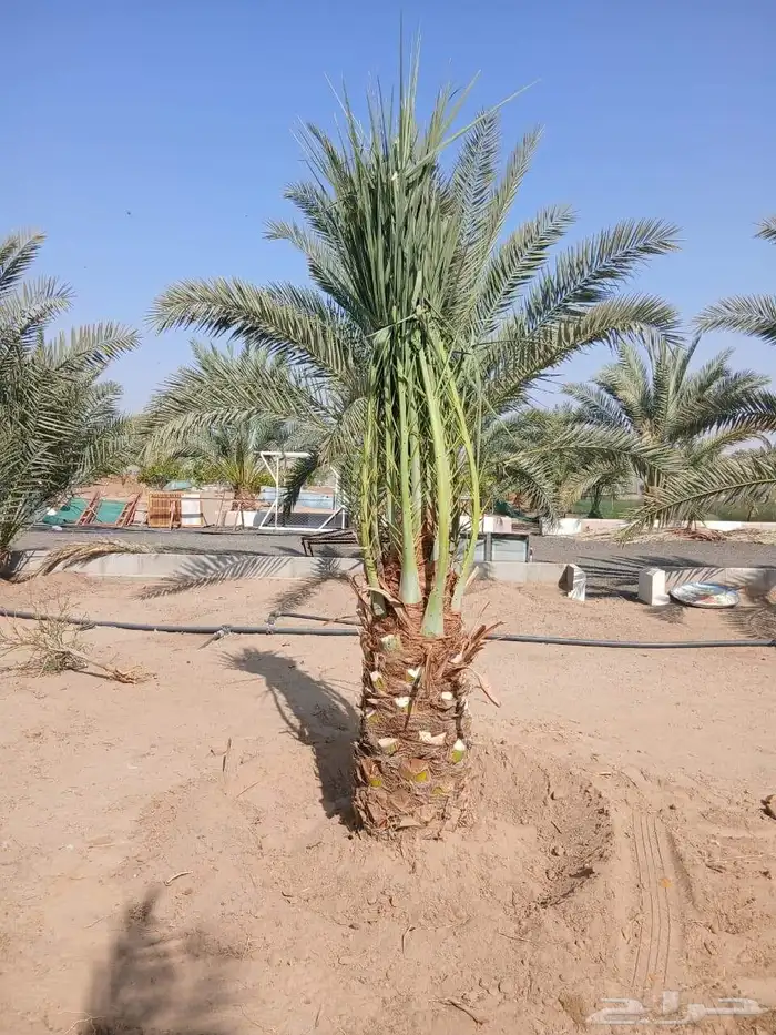يوجد لدينا نخيل جميع الانواع وجميع المقاسات 0