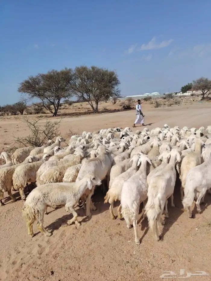 غنم حريه حرش مراح وحد قطعه وحده العداد 100بفحوله 2 3