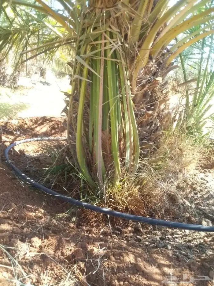 يوجد لدينا نخل للبيع 0