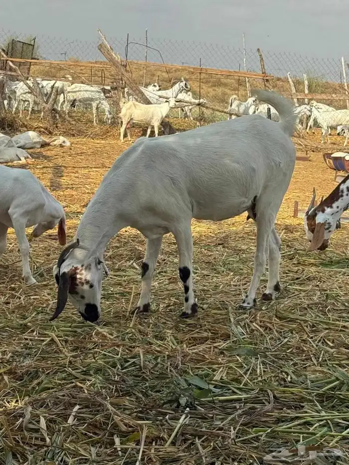 ماعز للبيع فواخر 0