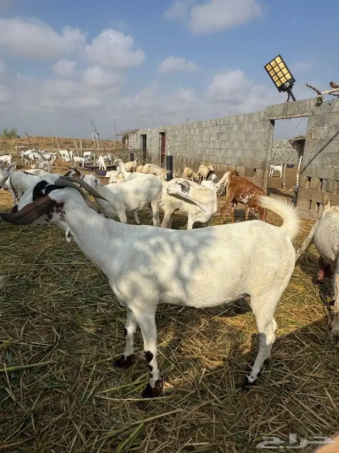 ماعز للبيع فواخر 1