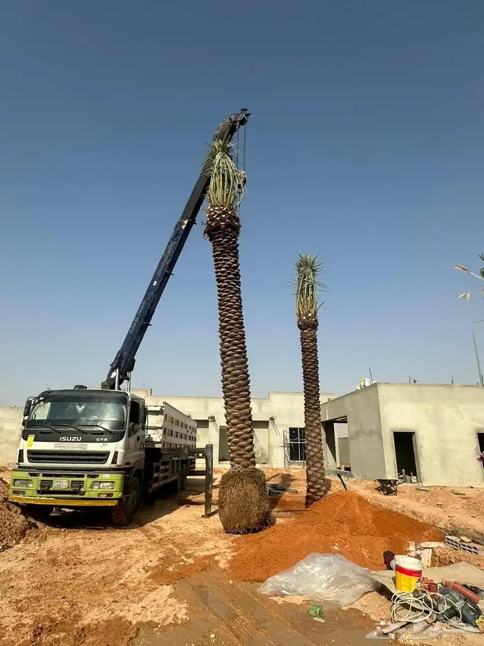 نخل للبيع بجميع انواعه 9