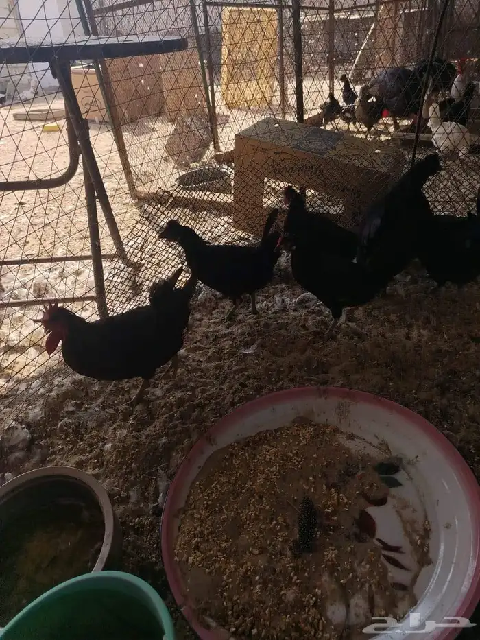 دجاج بلدي اسود لماع 6