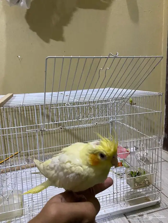 كروان لاتينو اليف 0