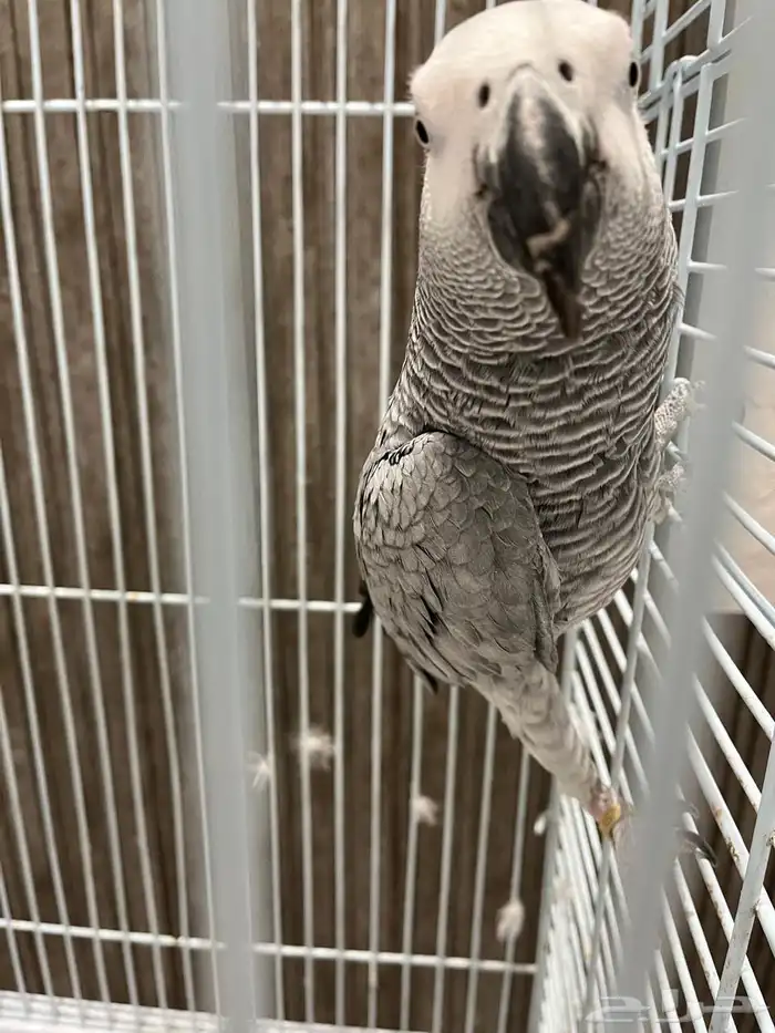 للبيع ببغاء افريقي متكلم 2