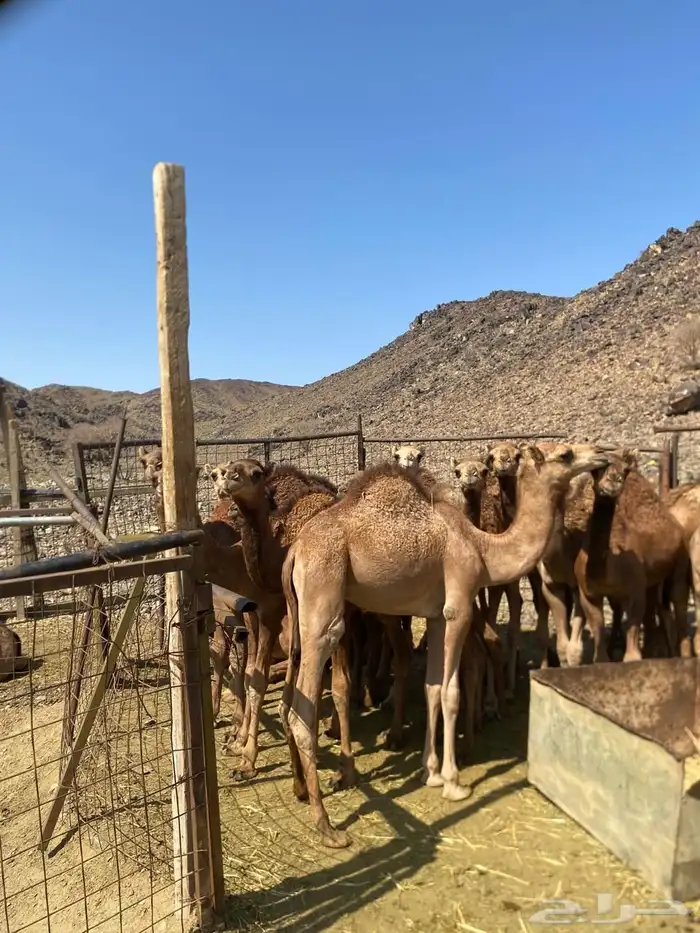 قعدان للبيع 0