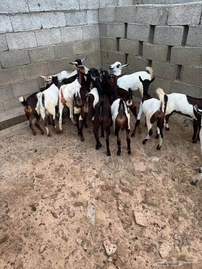 عناق وتيوس للبيع 1