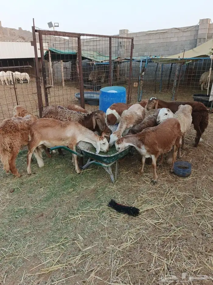 طليان سواكني حمريه تربيه شي فاخر للمطابخ والمناسبات 6