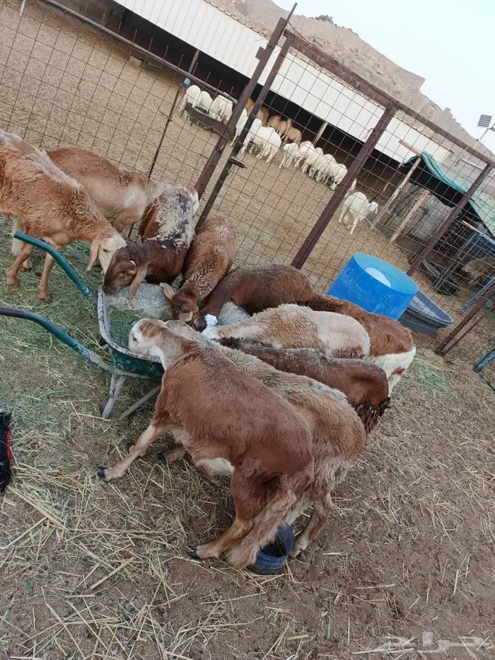 طليان سواكني تربيه جبر للمناسبات و المطابخ باقل الاسعار 0