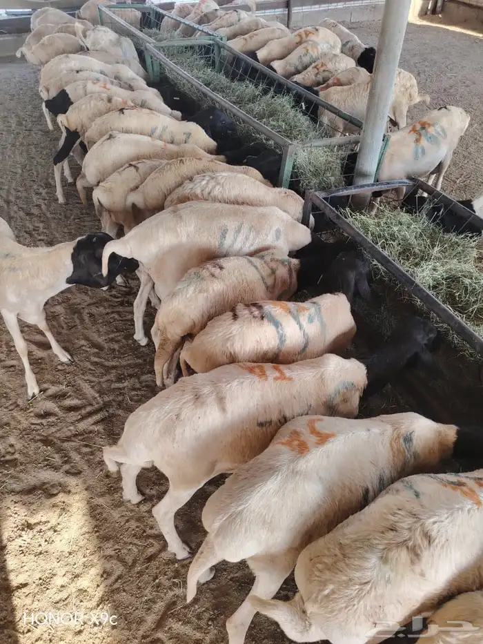 تيوس وبرابر نظيفه أفضل سعر جمله بالسوق 2