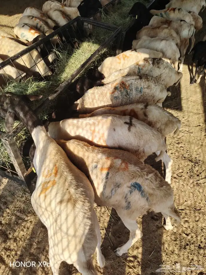 تيوس وبرابر نظيفه أفضل سعر جمله بالسوق 0