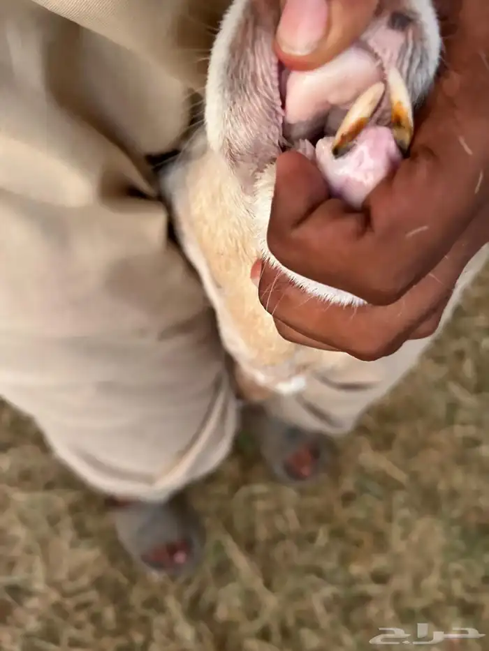 نعاج رفيده 1