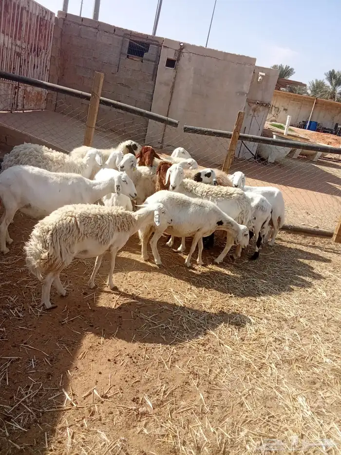 حريات دفيع 1