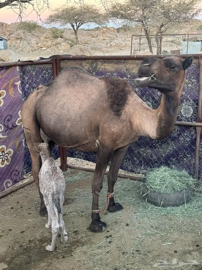 عشر من البل للبيع 6