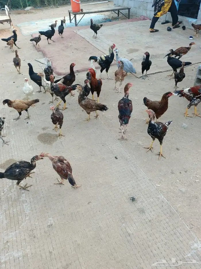 دجاج باكستاني 0