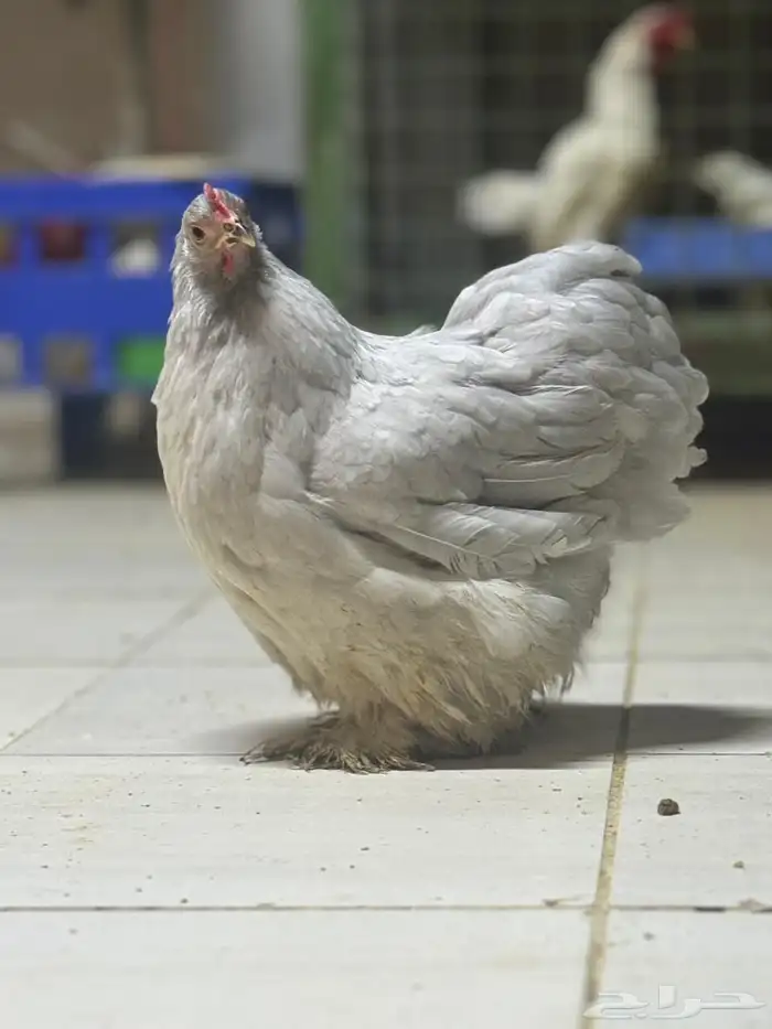 دجاج كوشن 1