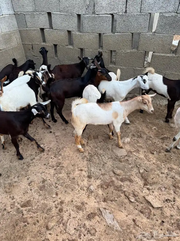 عناق وتيوس للبيع 4