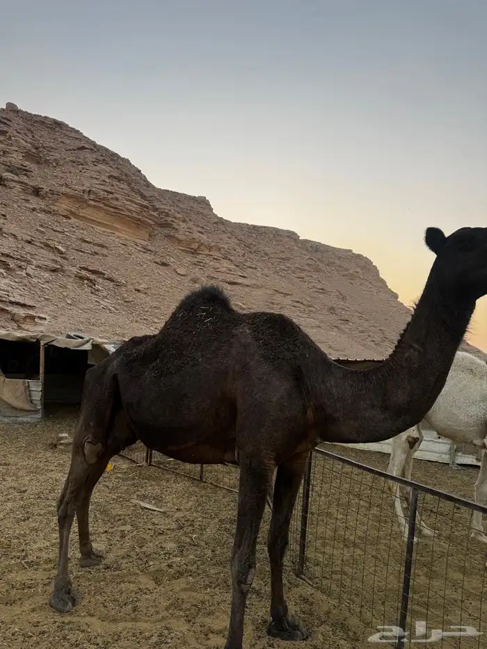 بكره وضروبه 3