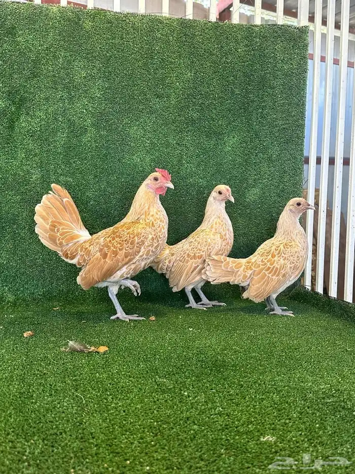 للبيع طقمين دجاج سبرايت 0