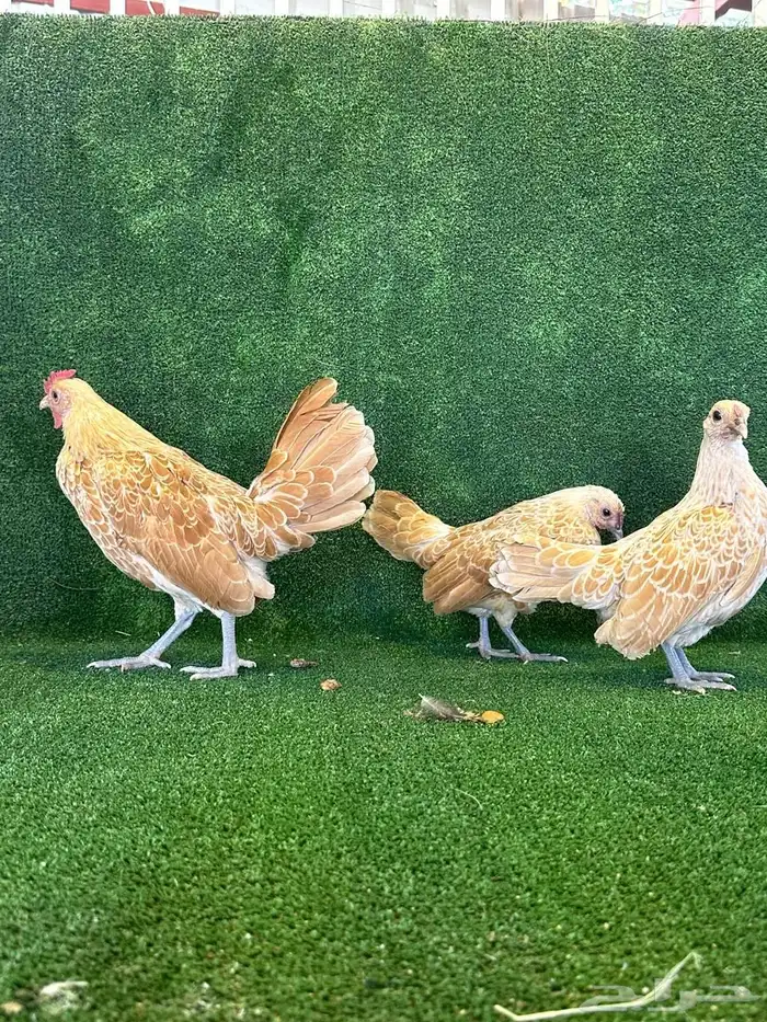 للبيع طقمين دجاج سبرايت 4