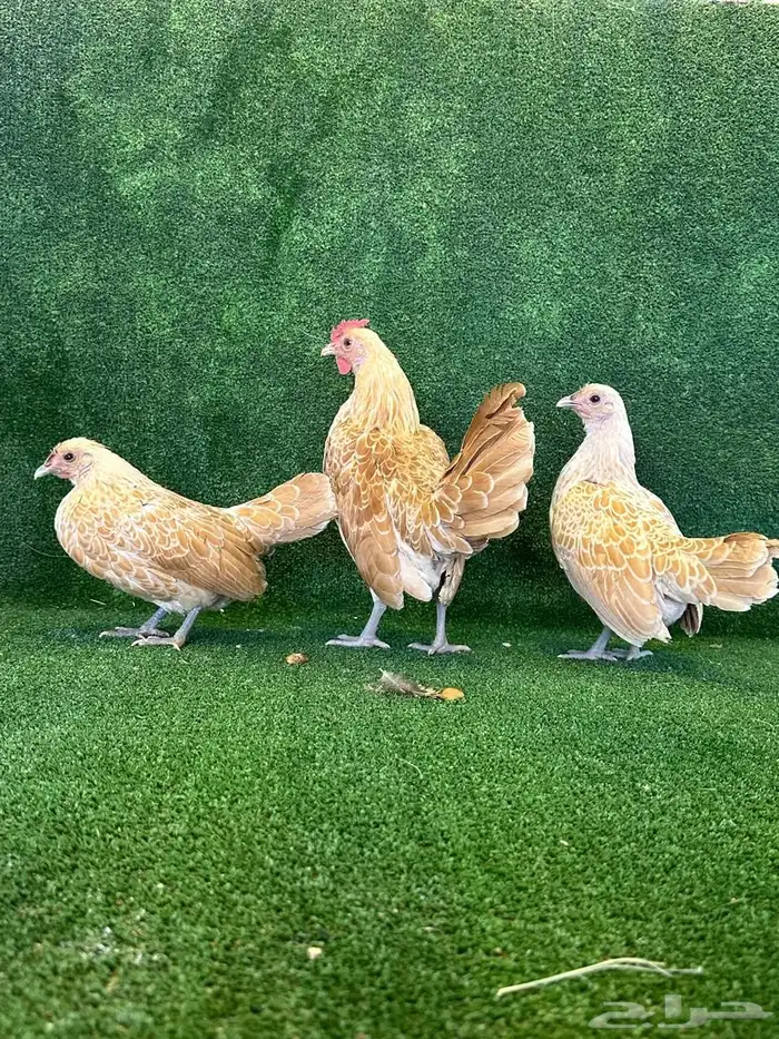 للبيع طقمين دجاج سبرايت 1