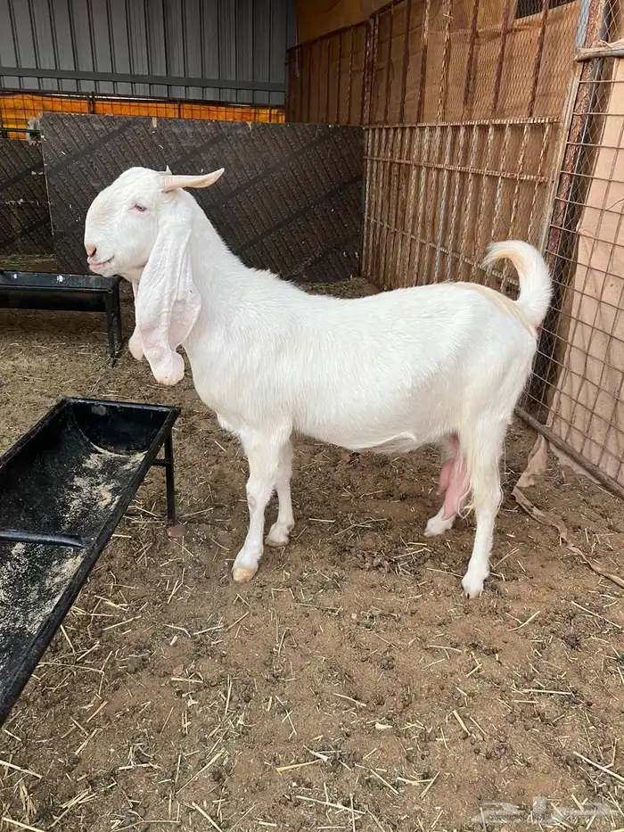 تيس ابيض ابرص 8