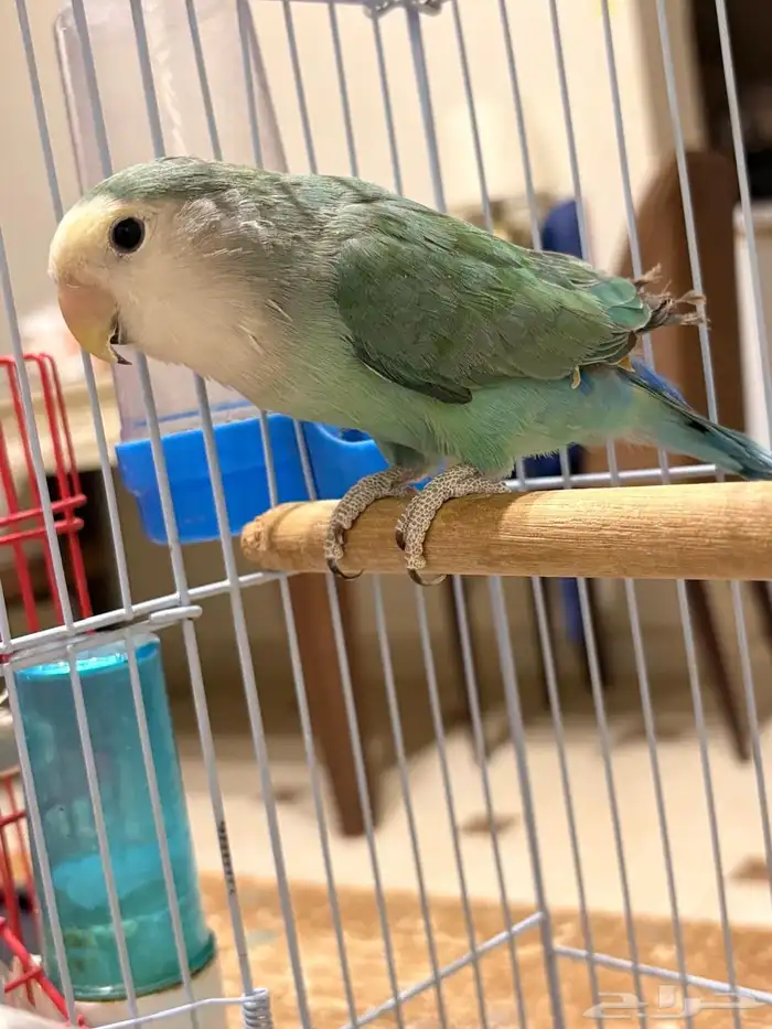 طيور زينة للبيع المستعجل 0