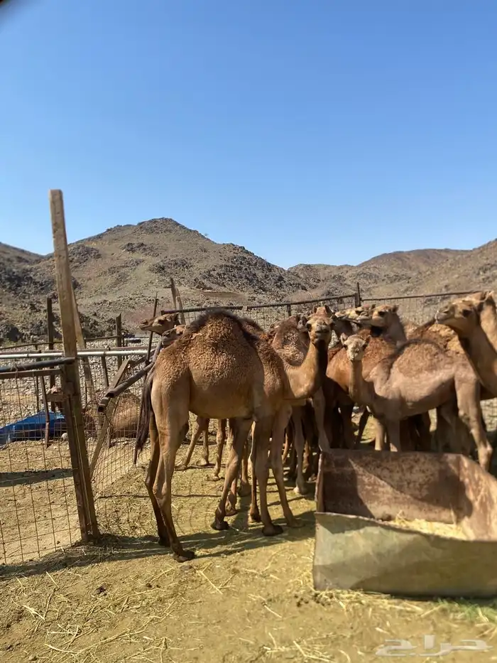 قعدان للبيع 1