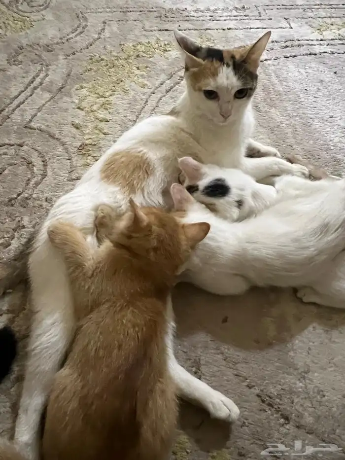 قطط للتبني 3