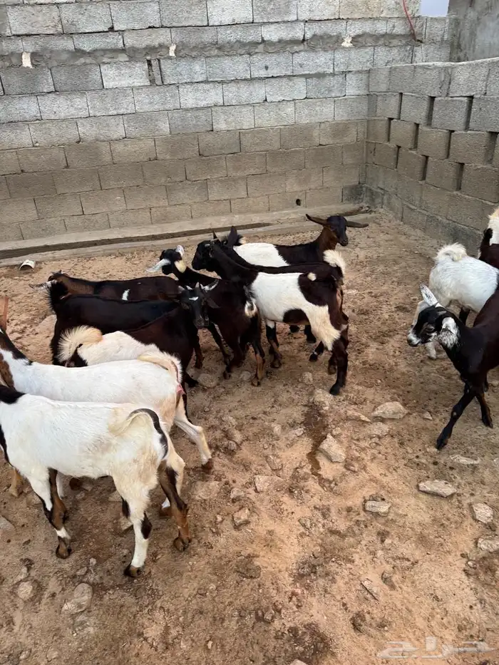 عناق وتيوس للبيع 0