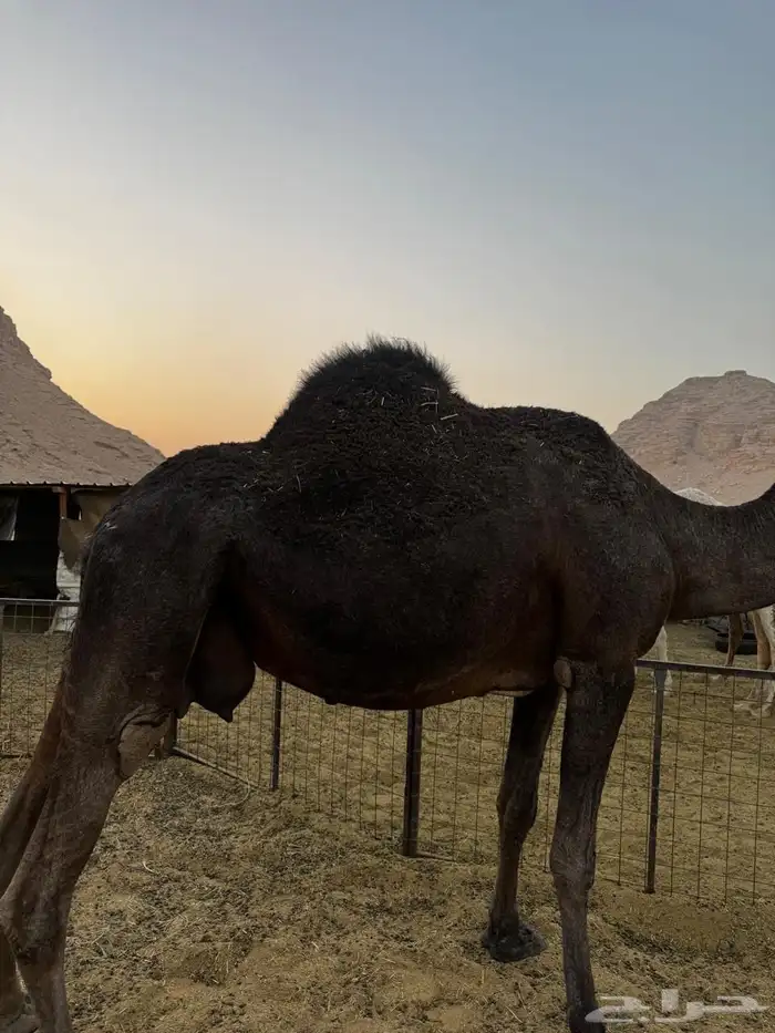 بكره وضروبه 4