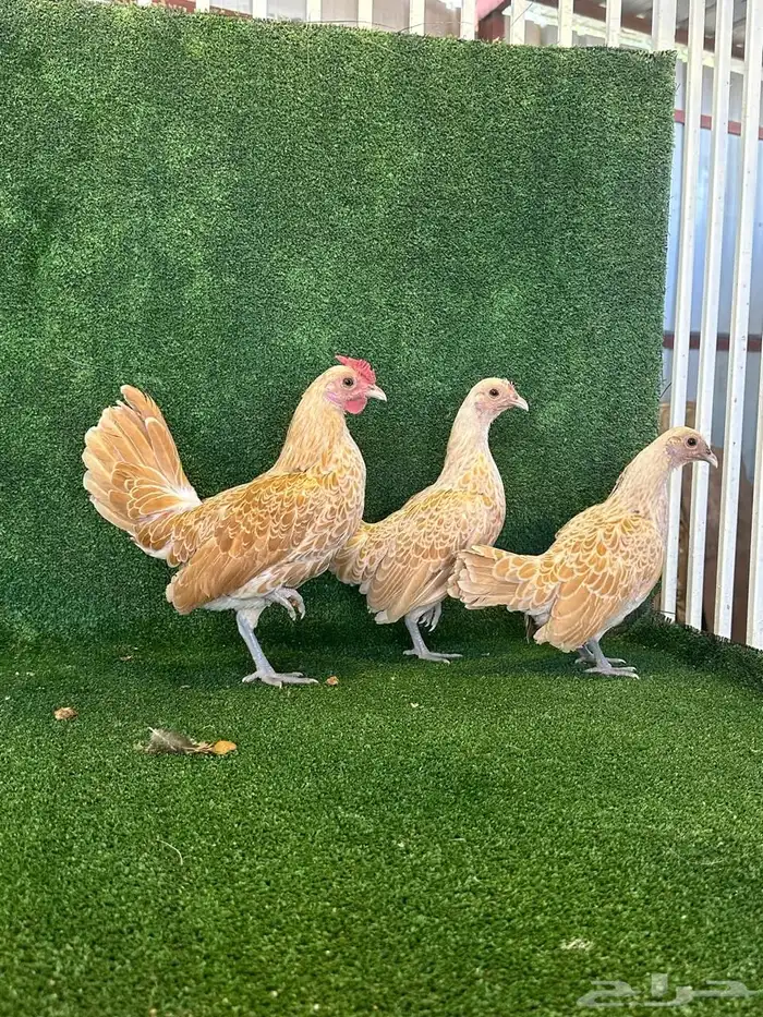 للبيع طقمين دجاج سبرايت 2