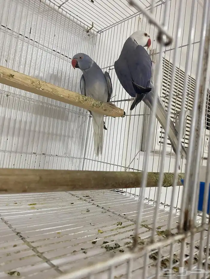 جوزين درة هولندي 1