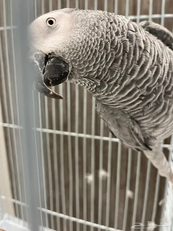 للبيع ببغاء افريقي متكلم 1