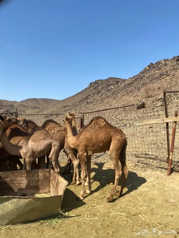 قعدان للبيع 2